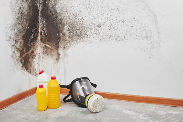 Best Commercial Mold Removal  in Bloomington, CA