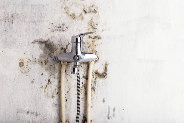 Best Residential Mold Removal  in Bloomington, CA