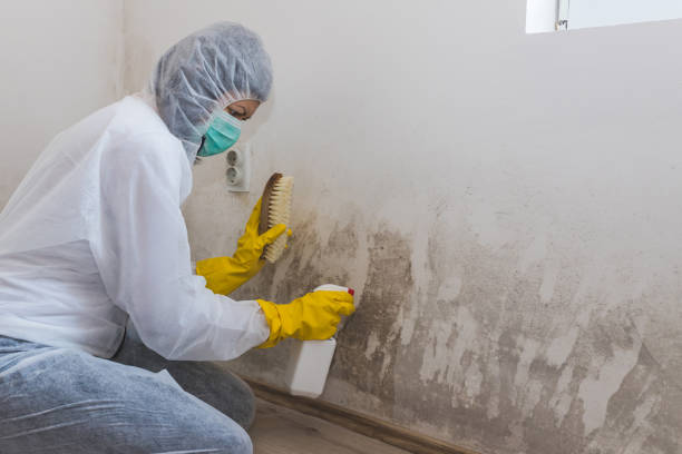 Best Crawl Space Mold Removal  in Bloomington, CA