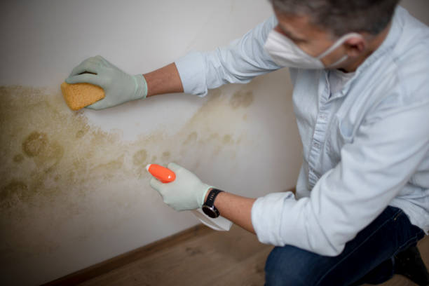 Best Mold Inspection  in Bloomington, CA