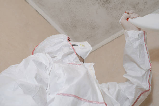 Best Attic Mold Removal  in Bloomington, CA