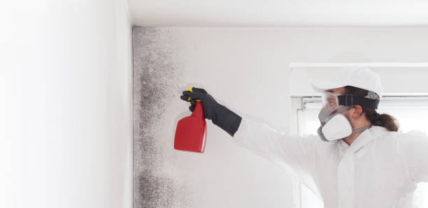 Best Certified Mold Removal  in Bloomington, CA