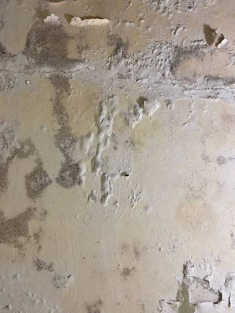 Reliable Bloomington, CA Mold Removal Solutions