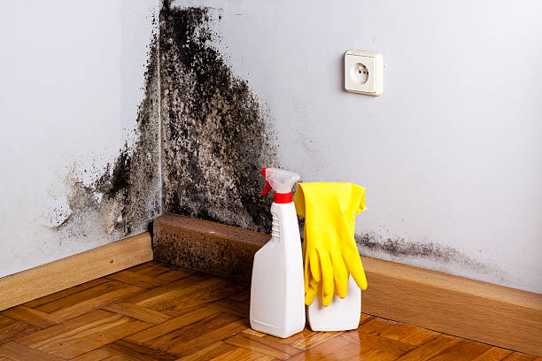 Best Attic Mold Removal  in Bloomington, CA