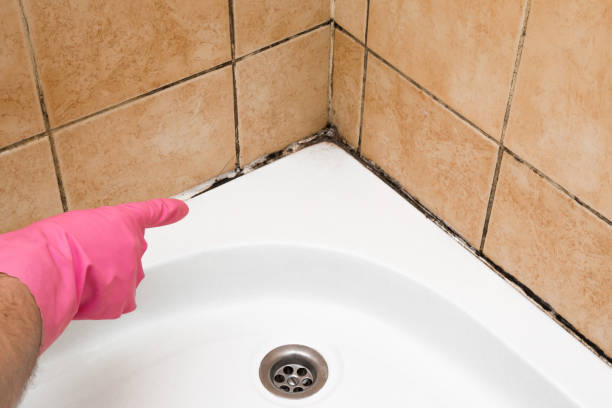 Crawl Space Mold Removal in Bloomington, CA